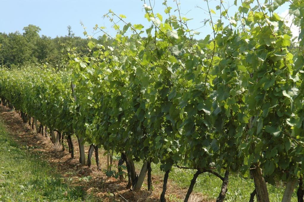 Chambres Sous Les Vignes Du Buttois Bussy-le-Grand Eksteriør bilde